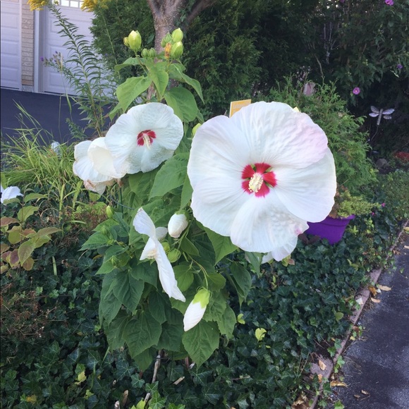 Meet your Posher, Gabby - Picture 1 of 1